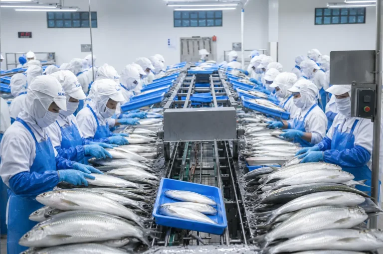 Workers in blue aprons sorting fresh milkfish on a seafood processing line in Indonesia.