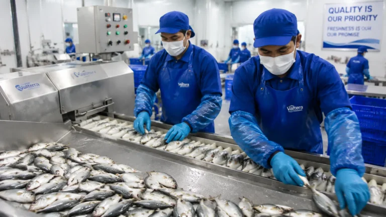 Workers in blue protective equipment performing seafood quality control inspection in an Indonesian seafood processing facility.