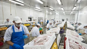 Seafood supplier in Indonesia for fresh and frozen seafood products